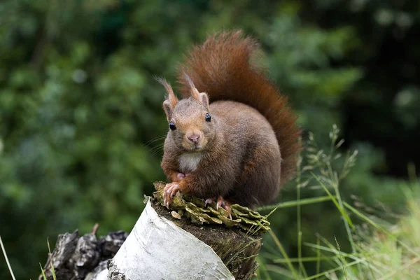 Kırmızı Sincap Sciurus Vulgaris Yetişkin Şubesi Normandiya — Stok fotoğraf