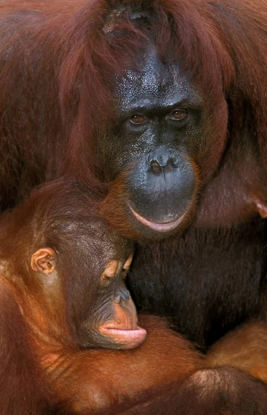 Orang Utan Pongo Pygmaeus Female Young Borneo — стоковое фото