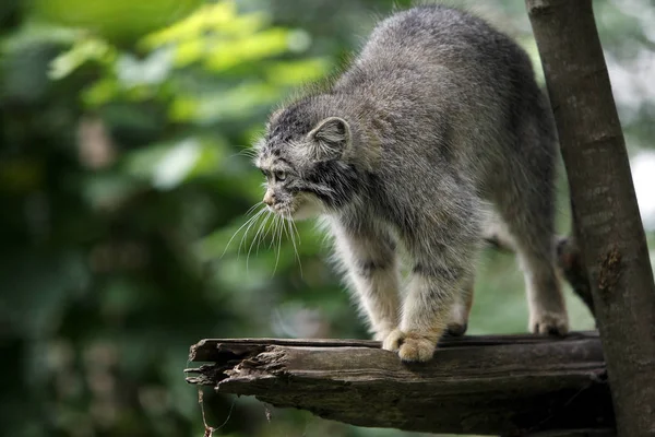 Manul Pallas Cat Otocolobus Manul Adult Standing Branch — стоковое фото