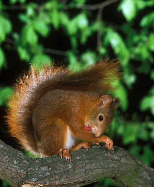 Красная Белка Sciurus Vulgaris Мужчина Стоящий Бранче Облизывающий Свою Лапу — стоковое фото