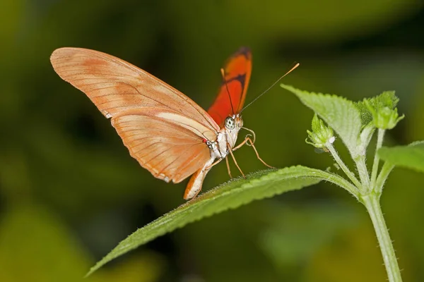Julia Butterfly Dryas Julia Adult Standing Leaf — стокове фото