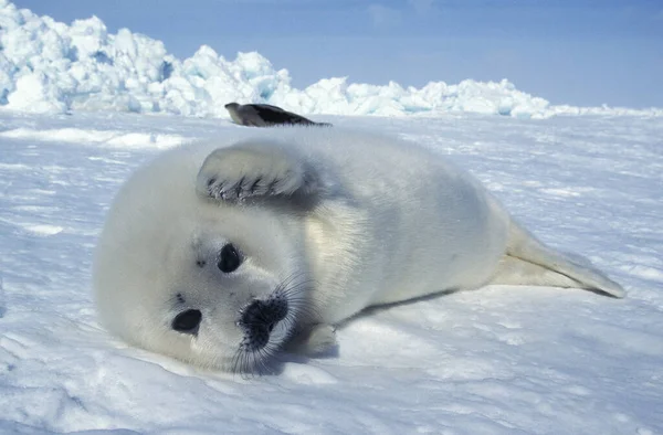 Harp Seal, pagophilus groenlandicus, Pup laying on Ice Floe, Magdalena Island in Canada