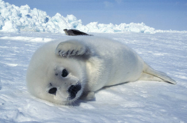Harp Seal, pagophilus groenlandicus, Pup laying on Ice Floe, Magdalena Island in Canada  