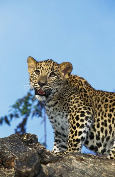 Leopardo Pantera Pardus Joven Parado Muñón — Foto de Stock