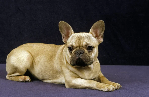 French Bulldog Adult Laying — Stock fotografie