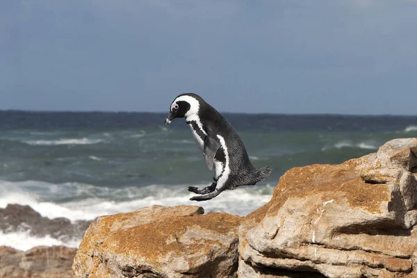 Пингвин Болван Африканский Пингвин Демарс Шфениск Прыжки Скалы Взрослых Залив — стоковое фото