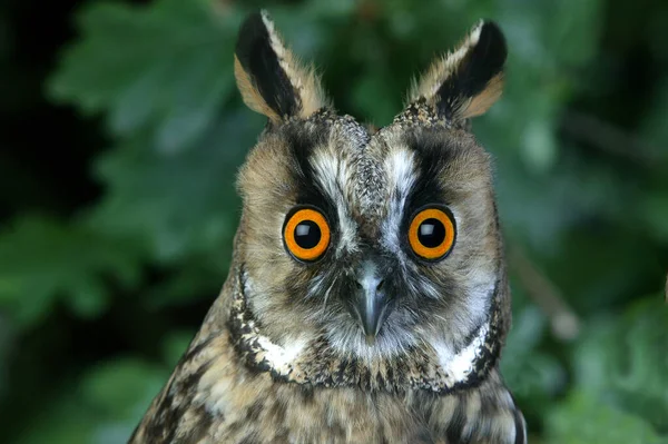 Long Eared Owl Asio Otus Portrét Dospělého Normandie — Stock fotografie