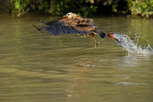 Kara Yakalı Şahin Busarellus Nigricollis Uçan Yetişkin Nehirde Balıkçılık Venezuela — Stok fotoğraf