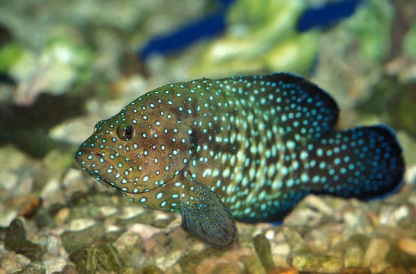 Merou Gigante Epinephelus Lanceolatus Adulto — Foto Stock