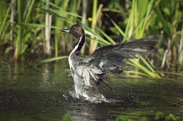 Βόρεια Pintail Anas Acuta Ενηλίκων Στέκεται Στη Λίμνη Απογείωση Νορμανδία — Φωτογραφία Αρχείου