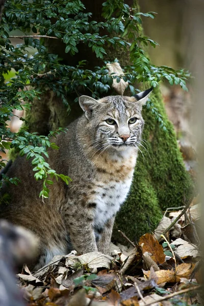European Lynx Eurasian Lynx Felis Lynx Adult Standing Dried Leaves — Stock Photo, Image