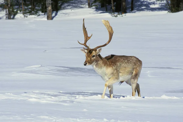 Fallow Deer Dama Dama Male Standing Snow — Stock Photo, Image