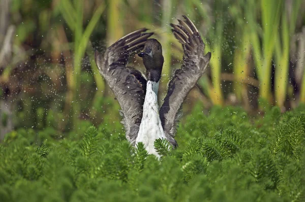 Kuzey Pintail Anas Acuta Erişkin Kanat Çırpan Rüzgarlar Gölette Normandiya — Stok fotoğraf
