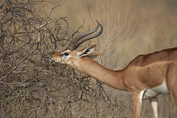 Gerenuk Waller Gazelle Litocranius Walleri Man Eating Leaves Samburu Parc — Stockfoto