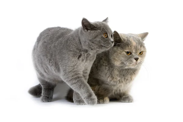 Blue Cream British Shorthair Hembra Doméstica Con Blue British Shorthair — Foto de Stock