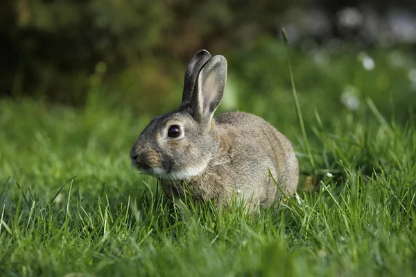 Conejo Europeo Conejo Silvestre Oryctolagus Cuniculus Adulto Pie Sobre Hierba — Foto de Stock