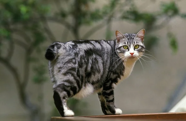 Giapponese Bobtail Domestico Gatto Adulto — Foto Stock