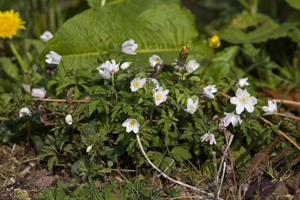 Wood Anemone Anemone Nemorosa Flores Normandia — Fotografia de Stock