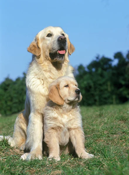 Golden Reviever Dog Hündin Mit Welpe Sitzt Auf Gras — Stockfoto