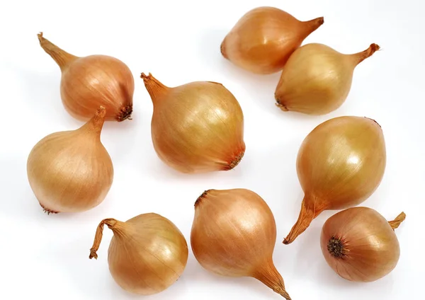 Französische Zwiebel Namens Grelot Allium Cepa Gemüse Vor Weißem Hintergrund — Stockfoto