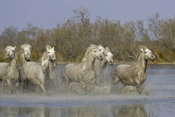 Camargue Atları, Herd Bataklıkta, Saintes Marie de la Mer Güney Fransa 'da   
