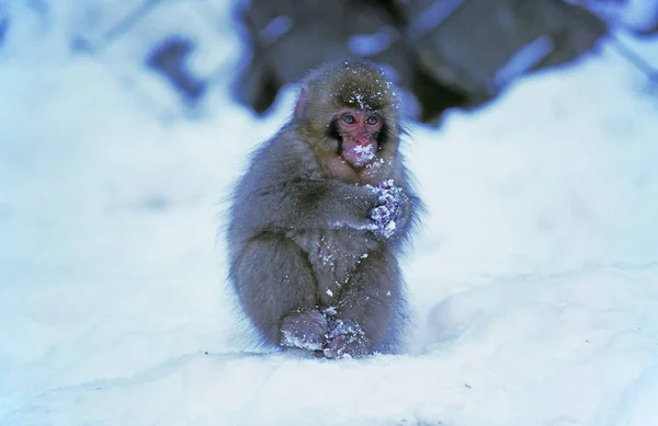 Japonês Macaque Macaca Fuscata Jovem Neve Ilha Hokkaido Japão — Fotografia de Stock