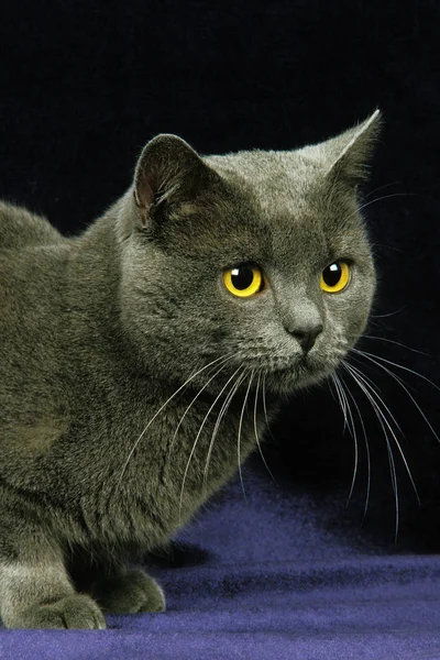 Chartreux Gato Doméstico Adulto Colocación Contra Negro Fondo — Foto de Stock