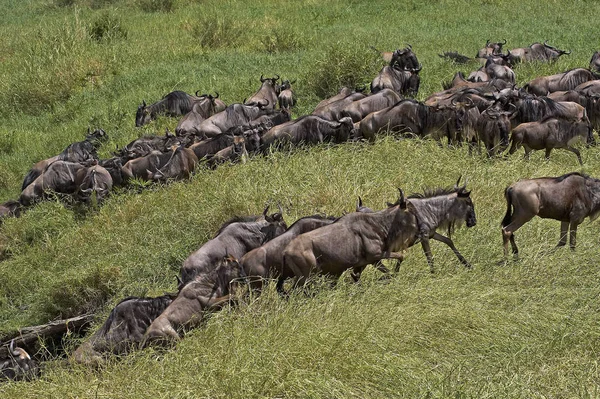 Blue Wildebeest Connochaetes Taurinus Herd Migrating Masai Mara Park Kenia — Foto de Stock
