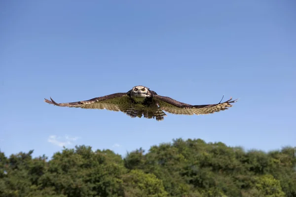 Cape Eagle Owl Bubo Capensis Adulto Voo Contra Céu Azul — Fotografia de Stock