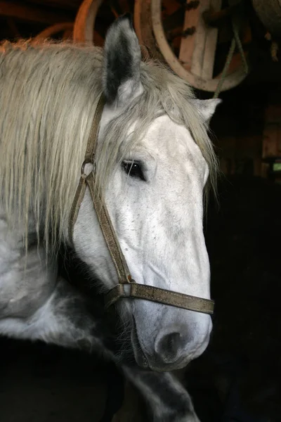Percheron Horse Halter Ένα Πρόχειρο Άλογο Από Γαλλία — Φωτογραφία Αρχείου