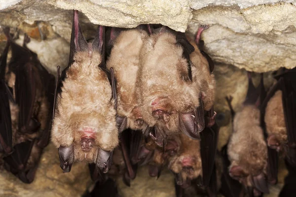 Horseshoe Bat Rhinolophus Ferrumequinum Colony Hibernating Cave Normandy — 스톡 사진