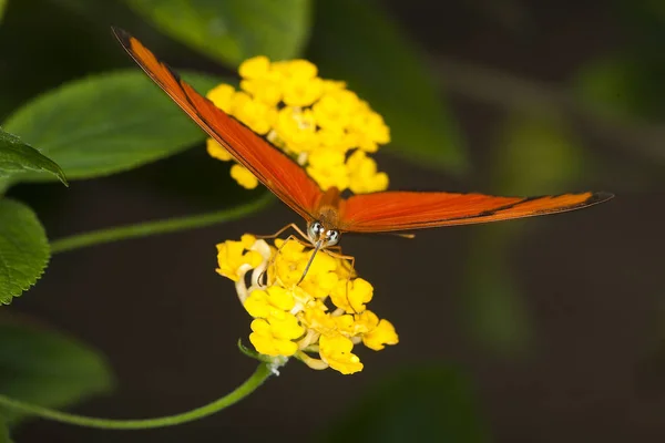 Julia Butterfly Dryas Julia Adult Gathering Nectar Yellow Flower — стокове фото