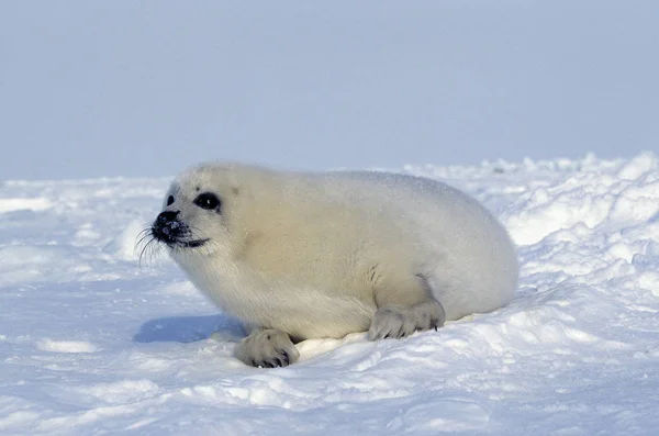 Harp Seal Pagophilus Groenlandicus Pup Lay Ice Floe Magdalena Island — 스톡 사진