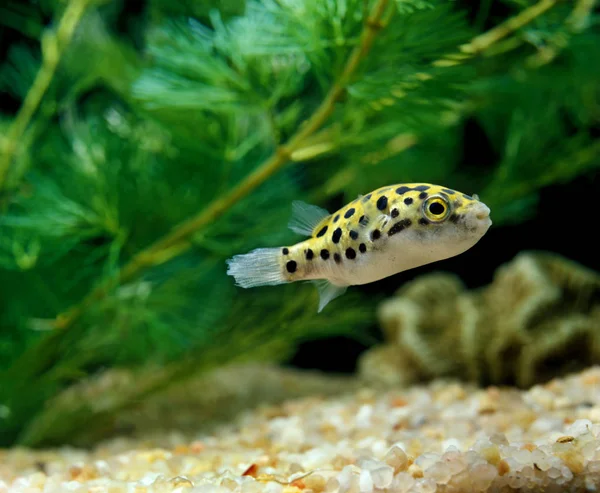 Peixe Puffer Verde Manchado Tetraodon Fluviatilis — Fotografia de Stock