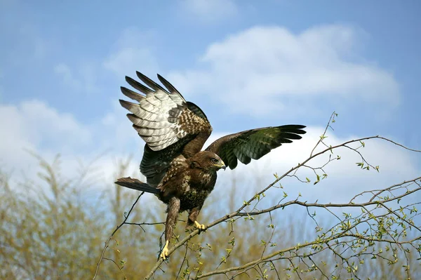 Akbaba Buteo Buteo Yetişkin Branch Normandiya Dan Kalkıyor — Stok fotoğraf