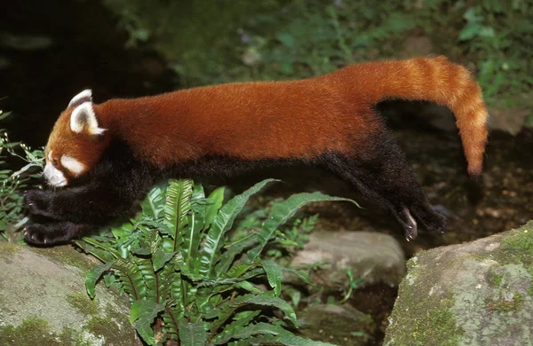 Panda Rojo Ailurus Fulgens Salto Adultos Desde Roca — Foto de Stock