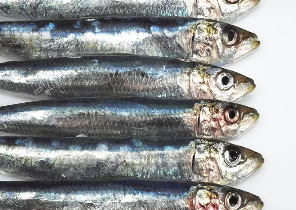 Sardine Sardina Pilchardus Fresh Fishes White Background — Stock Photo, Image
