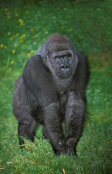 Östliche Flachlandgorille Gorilla Gorilla Grauer Weibchen Gras — Stockfoto