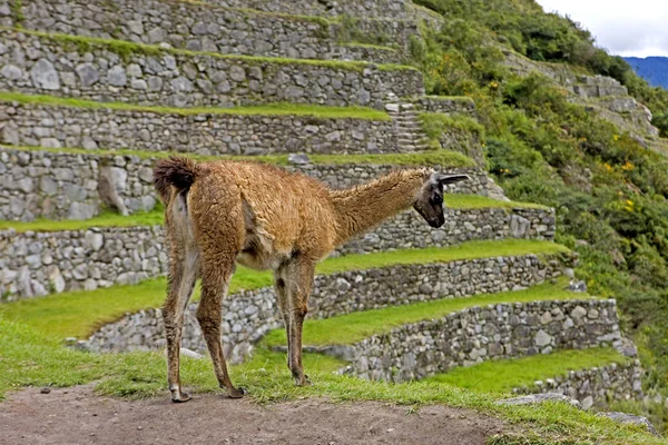 Lama Lama Glama Vuxen Inkas Förlorade Stad Machu Picchu Peru — Stockfoto