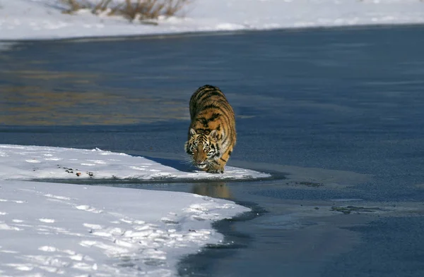 Tigre Siberiano Tigris Altaica Panthera Adulto Neve — Fotografia de Stock