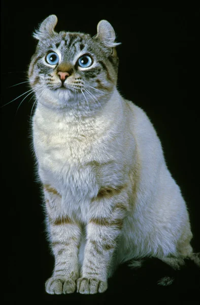 American Curl Binnenlandse Kat Volwassene Zittend Tegen Zwarte Achtergrond — Stockfoto