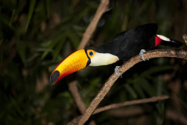 Toco Toucan Ramphastos Toco Volwassene Staat Branch — Stockfoto