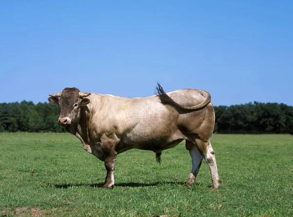 Bazadais Nötkreatur Fransk Ras Bull Står Gräs — Stockfoto