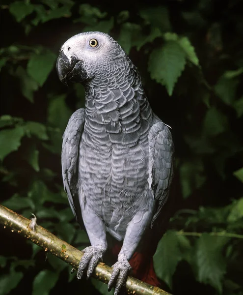 African Grey Parrot Psittacus Erithacus Adult Standing Branch — Stock Photo, Image