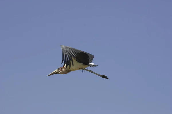 Cigüeña Marabú Leptoptilos Crumeniferus Adulto Vuelo Masai Mara Park Kenia — Foto de Stock