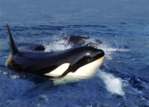虎鲸杀手 成鱼站在海面上 奥卡岛附近的海峡 — 图库照片