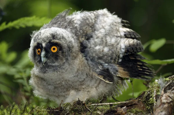 Hibou Des Marais Image Libre De Droit Par Budabar C