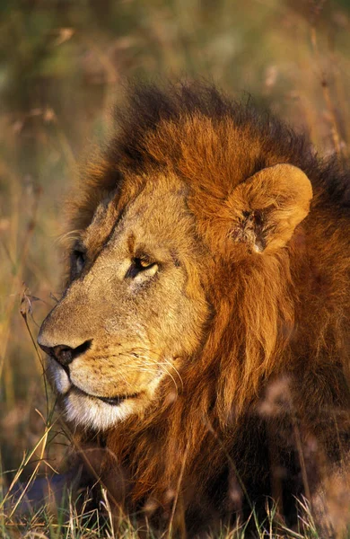 Leão Africano Pantera Leo Retrato Masculino Quênia — Fotografia de Stock