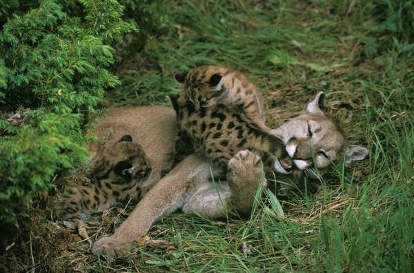 美洲狮 美洲狮变色 雌性与幼崽玩耍 一只幼崽哺乳 — 图库照片