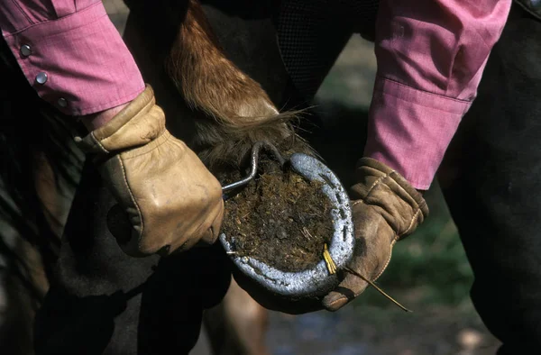 Woman with Horse, Cleaning Hoof, Picking out Horse Foot